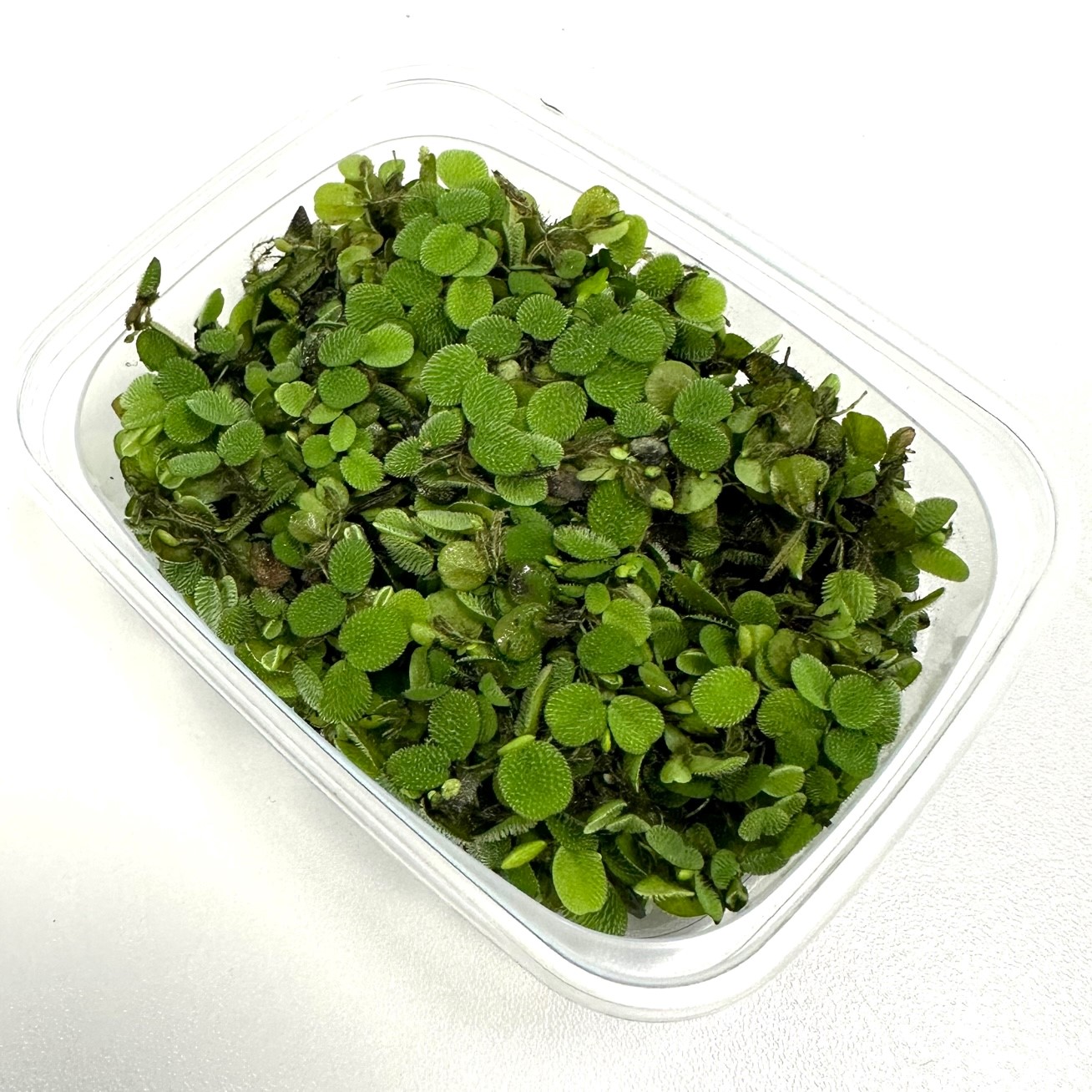 Salvinia minima portion